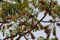 Acrocarpus fraxinifolius